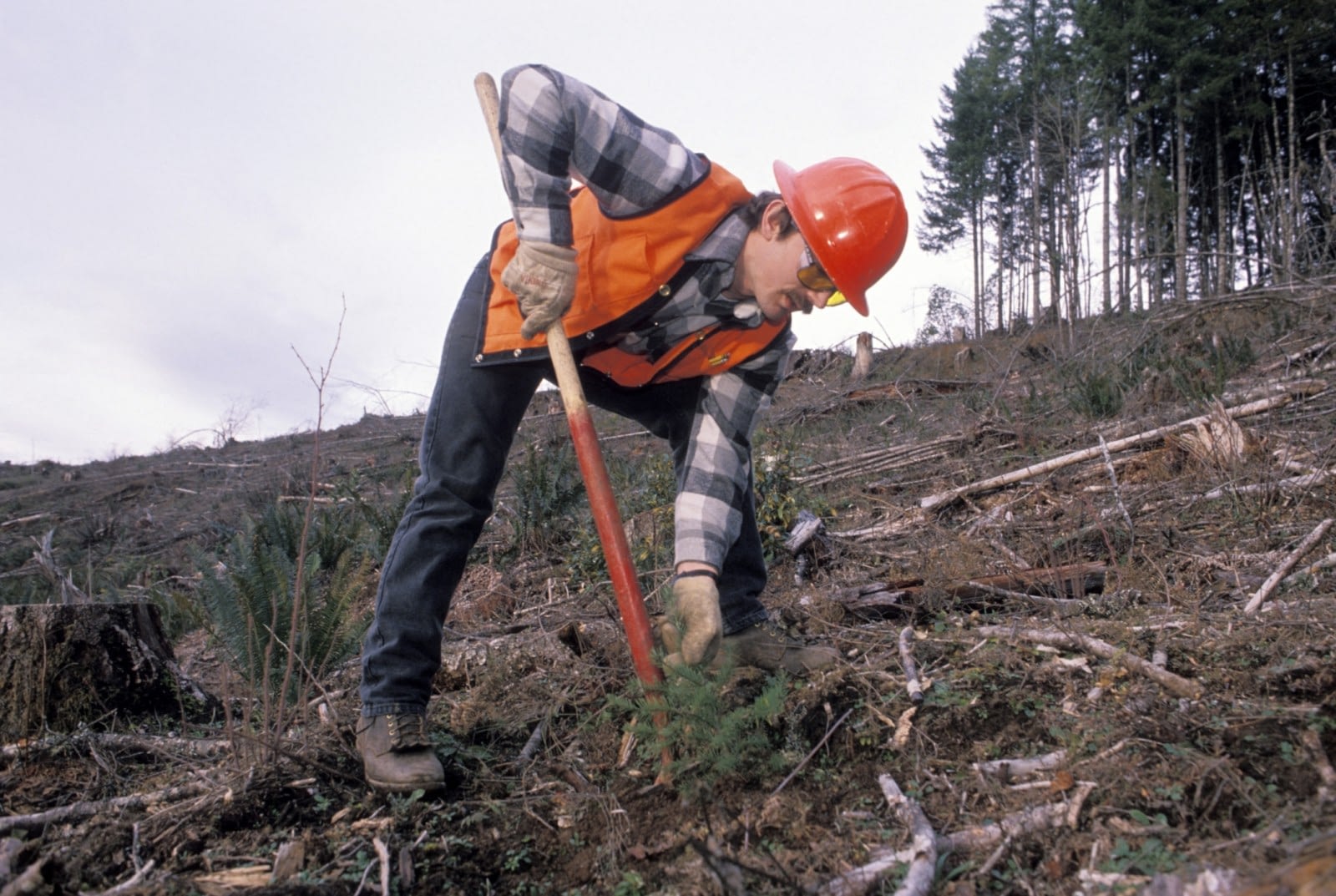 Forest industry jobs british columbia